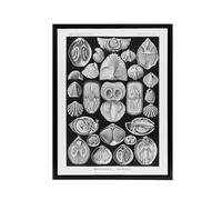 Artery8 Spirobranchus Vintage Marine Life Haeckel Black Framed Canvas Wall Art | Size: W24" x H32" Artery8 Black W24" x H32"