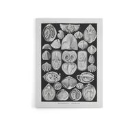 Artery8 Spirobranchus Vintage Marine Life Haeckel Canvas Wall Art in Black | Size: W12" x H16" Artery8 Black W12" x H16"