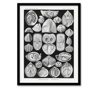 Artery8 Spirobranchus Vintage Marine Life Haeckel Framed Wall Art Print in Black | Size: A4 Artery8 Black A4