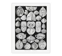 Artery8 Spirobranchus Vintage Marine Life Large Wall Art Print 18X24 Artwork By Haeckel : Marine Worm Coral Illustration Suited For Study Or Hallway Bringing Underwater Beauty And Colour Balance