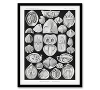 Artery8 Spirobranchus Vintage Marine Life Wall Art Print Framed 12X16 Artwork By Haeckel : Marine Worm Coral Illustration Suited For Study Or Hallway Bringing Underwater Beauty And Colour Balance