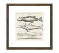 Artery8 Spyck Sperm Whale Sawfish Nature Study Drawing 8X8 Inch Square Wooden Framed Wall Art Print Picture with Mount in Brown Artery8 Brown