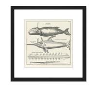 Artery8 Spyck Sperm Whale Sawfish Nature Study Drawing 8X8 Inch Square Wooden Framed Wall Art Print Picture with Mount in Black Artery8 Black