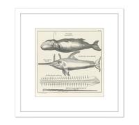 Artery8 Spyck Sperm Whale Sawfish Nature Study Drawing 8X8 Inch Square Wooden Framed Wall Art Print Picture with Mount in White Artery8 White