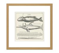 Artery8 Spyck Sperm Whale Sawfish Nature Study Drawing 8X8 Inch Square Wooden Framed Wall Art Print Picture with Mount in Light Oak Artery8 Light Oak