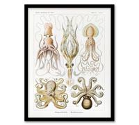 Artery8 Squid And Octopus Vintage S Haeckel Botanical Framed Wall Art Print 12X16"