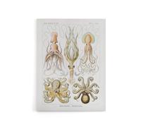 Artery8 Squid & Octopus Vintage s Haeckel Botanical Canvas Wall Art in White | Size: W12" x H16" Artery8 White W12" x H16"