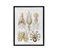 Artery8 Squid & Octopus Vintage s Haeckel Botanical Framed Canvas Wall Art in White | Size: W18" x H24" Artery8 White W18" x H24"