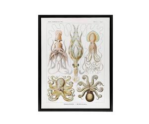 Artery8 Squid & Octopus Vintage s Haeckel Botanical Framed Canvas Wall Art in White | Size: W24" x H32" Artery8 White W24" x H32"
