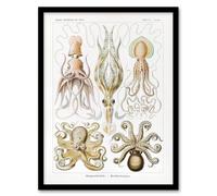 Artery8 Squid & Octopus Vintage s Haeckel Botanical Framed Wall Art Print in White | Size: A4 Artery8 White A4