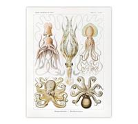 Artery8 Squid & Octopus Vintage s Haeckel Botanical Wall Art Print Poster in White | Size: W12" x H16" Artery8 White W12" x H16"