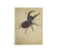 Artery8 Stag Beetle Nature Study Albrecht Durer Canvas Wall Art Print in Beige | Size: W18" x H24" Artery8 Beige W18" x H24"