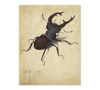 Artery8 Stag Beetle Nature Study Albrecht Durer Wall Art Poster Print in Beige | Size: W12" x H16" Artery8 Beige W12" x H16"
