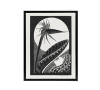 Artery8 Strelitzia Overblown & Full Moon De Mesquita Framed Canvas Wall Art in White | Size: W24" x H32" Artery8 White W24" x H32"