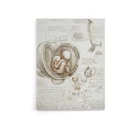 Artery8 Studies of the Foetus in the Womb Canvas Wall Art 12X16 Artwork By da Vinci : Scientific Drawing Ideal For Study Or Art Room Showing Detailed Renaissance Anatomy And Thought