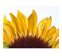 Artery8 Sunflower Petals Bright Yellow Photo Unframed Wall Art Print Poster Home Decor Premium