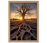 Artery8 Sunset on Ancient Tree Atmospheric Photograph Large Roots Autumn Artwork Framed Wall Art Print A4