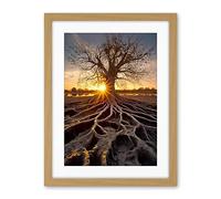 Artery8 Sunset on Ancient Tree Atmospheric Photograph Large Roots Autumn Artwork Framed Wall Art Print 18X24 Inch