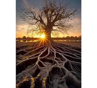 Artery8 Sunset on Ancient Tree Atmospheric Photograph Large Roots Autumn Large Wall Art Poster Print Thick Paper 18X24 Inch