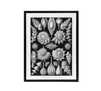 Artery8 Thalamophora Forams Shells Haeckel Botanical Black Framed Canvas Art | Size: W12" x H16" Artery8 Black W12" x H16"