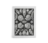 Artery8 Thalamophora Forams Shells Haeckel Botanical Canvas Wall Art in Black | Size: W18" x H24" Artery8 Black W18" x H24"