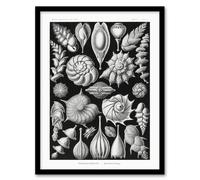 Artery8 Thalamophora Forams Shells Haeckel Botanical Framed Wall Art Print in Black | Size: W12" x H16" Artery8 Black W12" x H16"
