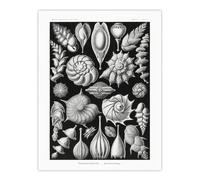 Artery8 Thalamophora Forams Shells Haeckel Botanical Wall Art Print Poster in Black | Size: W24" x H32" Artery8 Black W24" x H32"