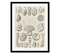 Artery8 Thalamophora Vintage Marine Life Framed Wall Art Print A4 Artwork By Haeckel : Microscopic Ocean Life Illustration Perfect For Hallway Or Study Adding Scientific Beauty And Structure