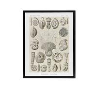 Artery8 Thalamophora Vintage Marine Life Haeckel Black Framed Canvas Wall Art in Beige | Size: W18" x H24" Artery8 Beige W18" x H24"