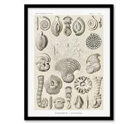 Artery8 Thalamophora Vintage Marine Life Haeckel Framed Wall Art Print in Beige | Size: A4 Artery8 Beige A4