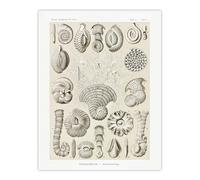 Artery8 Thalamophora Vintage Marine Life Large Wall Art Poster Print 18X24 Artwork By Haeckel : Microscopic Ocean Life Illustration Perfect For Hallway Or Study Adding Scientific Beauty And Structure