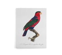 Artery8 The Black Capped Lory Parrot Levaillant Canvas Wall Art Print in White | Size: W12" x H16" Artery8 White W12" x H16"