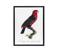 Artery8 The Black Capped Lory Parrot Levaillant Framed Canvas Wall Art Print in White | Size: W12" x H16" Artery8 White W12" x H16"