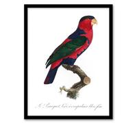 Artery8 The Black Capped Lory Parrot Levaillant Framed Wall Art Print in White | Size: W12" x H16" Artery8 White W12" x H16"