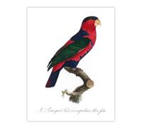 Artery8 The Black Capped Lory Parrot Levaillant Wall Art Poster Print in White | Size: W24" x H32" Artery8 White W24" x H32"