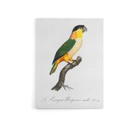 Artery8 The Black Headed Parrot Francois Levaillant Canvas Wall Art Print in White | Size: W18" x H24" Artery8 White W18" x H24"