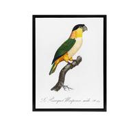 Artery8 The Black Headed Parrot Francois Levaillant Framed Canvas Wall Art in White | Size: W24" x H32" Artery8 White W24" x H32"