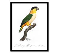 Artery8 The Black Headed Parrot Francois Levaillant Framed Wall Art Print in White | Size: W12" x H16" Artery8 White W12" x H16"