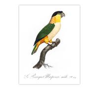 Artery8 The Black Headed Parrot Francois Levaillant Wall Art Poster Print in White | Size: W24" x H32" Artery8 White W24" x H32"