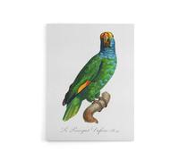 Artery8 The Blue Cheeked Amazon Parrot Levaillant Canvas Wall Art Print in White | Size: W24" x H32" Artery8 White W24" x H32"