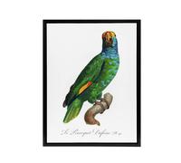 Artery8 The Blue Cheeked Amazon Parrot Levaillant Framed Canvas Wall Art Print in White | Size: W12" x H16" Artery8 White W12" x H16"