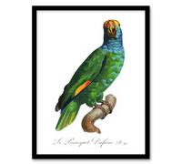 Artery8 The Blue Cheeked Amazon Parrot Levaillant Framed Wall Art Print in White | Size: A4 Artery8 White A4