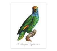 Artery8 The Blue Cheeked Amazon Parrot Levaillant Wall Art Poster Print in White | Size: W18" x H24" Artery8 White W18" x H24"