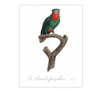 Artery8 The Blue Crowned Lorikeet Parrot Levaillant Wall Art Poster Print 12X16"