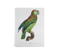 Artery8 The Blue Fronted Amazon Parrot Levaillant Canvas Wall Art Print in White | Size: W18" x H24" Artery8 White W18" x H24"