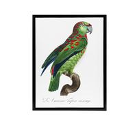 Artery8 The Blue Fronted Amazon Parrot Levaillant Framed Canvas Wall Art Print in White | Size: W24" x H32" Artery8 White W24" x H32"