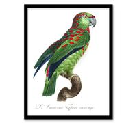 Artery8 The Blue Fronted Amazon Parrot Levaillant Framed Wall Art Print in White | Size: W12" x H16" Artery8 White W12" x H16"