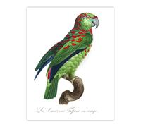 Artery8 The Blue Fronted Amazon Parrot Levaillant Wall Art Print in White | Size: W24" x H32" Artery8 White W24" x H32"