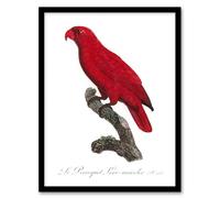 Artery8 The Cardinal Lory Parrot Francois Levaillant Framed Wall Art Print in White | Size: A4 Artery8 White A4