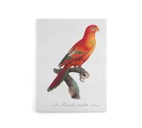 Artery8 The Crimson Shining Parrot Levaillant Canvas Wall Art Print in White | Size: W18" x H24" Artery8 White W18" x H24"